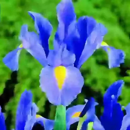 Dutch Iris